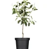 Best GROW by OBI Bio Winterapfel "Gloster" Rot Höhe ca. 120 - 140 cm Topf ca. 7 l