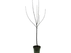 Best GROW by OBI Bio Winterapfel 