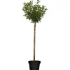 GROW by OBI Töpfe<Bio Zwergsauerkirsche Höhe ca. 40 - 60 cm Topf ca. 5 l