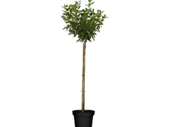 GROW by OBI Töpfe<Bio Zwergsauerkirsche Höhe ca. 40 - 60 cm Topf ca. 5 l