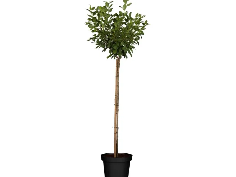 GROW by OBI Töpfe<Bio Zwergsauerkirsche Höhe ca. 40 - 60 cm Topf ca. 5 l