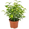 Sale GROW by OBI Birkenfeige "Natasja" Höhe ca. 30 cm Topf-Ø ca. 12cm Ficus benjamina