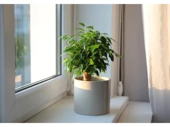 Sale GROW by OBI Birkenfeige "Natasja" Höhe ca. 30 cm Topf-Ø ca. 12cm Ficus benjamina