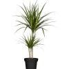 GROW by OBI Drachenbaum 2er Stamm Topf Ø ca. 17 cm Dracaena Marginata< Töpfe