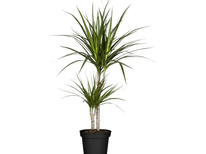 GROW by OBI Drachenbaum 2er Stamm Topf Ø ca. 17 cm Dracaena Marginata< Töpfe