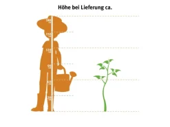 GROW by OBI Drachenbaum 2er Stamm Topf Ø ca. 17 cm Dracaena Marginata< Töpfe
