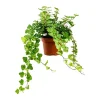 Online GROW by OBI Efeu "Wonder" Topf-Ø ca. 13 cm Hedera Helix