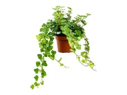 Online GROW by OBI Efeu "Wonder" Topf-Ø ca. 13 cm Hedera Helix