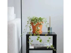 Online GROW by OBI Efeu "Wonder" Topf-Ø ca. 13 cm Hedera Helix