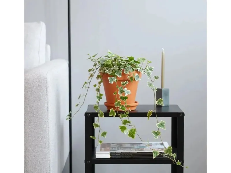Online GROW by OBI Efeu "Wonder" Topf-Ø ca. 13 cm Hedera Helix
