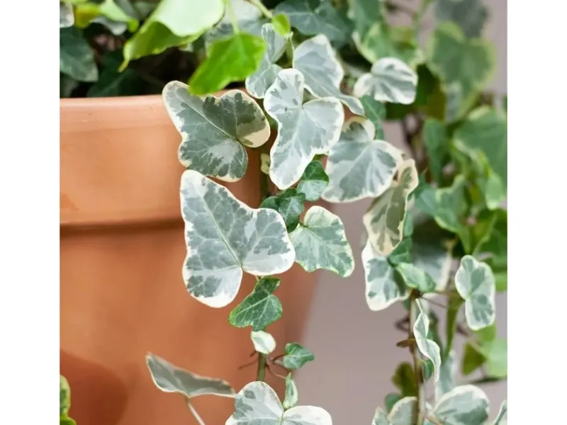 Online GROW by OBI Efeu "Wonder" Topf-Ø ca. 13 cm Hedera Helix