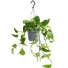Clearance GROW by OBI Efeutute Aureum Topf-Ø ca. 17 cm Epipremnum Aureum