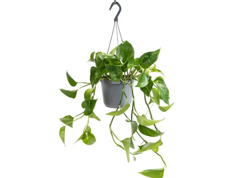 Clearance GROW by OBI Efeutute Aureum Topf-Ø ca. 17 cm Epipremnum Aureum