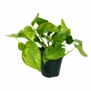 GROW by OBI Töpfe<Efeutute "Marble Green" Höhe ca. 20 cm Topf-Ø ca. 12 cm Scindapsus