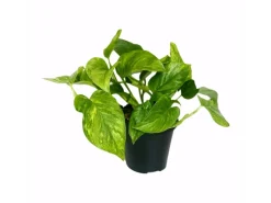 GROW by OBI Töpfe<Efeutute "Marble Green" Höhe ca. 20 cm Topf-Ø ca. 12 cm Scindapsus