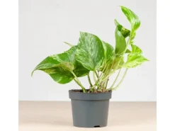 GROW by OBI Töpfe<Efeutute "Marble Green" Höhe ca. 20 cm Topf-Ø ca. 12 cm Scindapsus