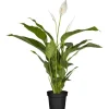 GROW by OBI Töpfe<Einblatt Sweet Silvio Topf Ø ca. 17 cm Spathiphyllum