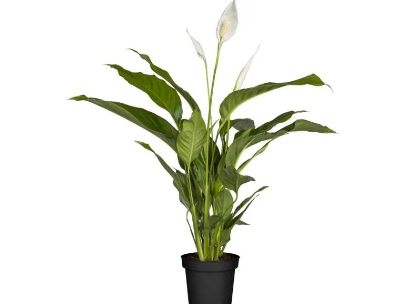 GROW by OBI Töpfe<Einblatt Sweet Silvio Topf Ø ca. 17 cm Spathiphyllum