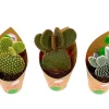 GROW by OBI Feigenkaktus Mix 3-fach sortiert Topf-Ø ca. 8,5 cm Opuntia< Töpfe