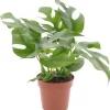 GROW by OBI Töpfe<Fensterblatt Höhe ca. 25-35 cm Topf Ø ca. 12 cm Monstera Minima