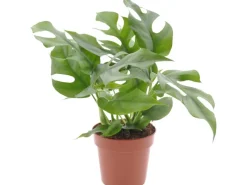 GROW by OBI Töpfe<Fensterblatt Höhe ca. 25-35 cm Topf Ø ca. 12 cm Monstera Minima