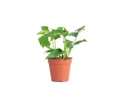 GROW by OBI Töpfe<Fensterblatt Höhe ca. 25-35 cm Topf Ø ca. 12 cm Monstera Minima
