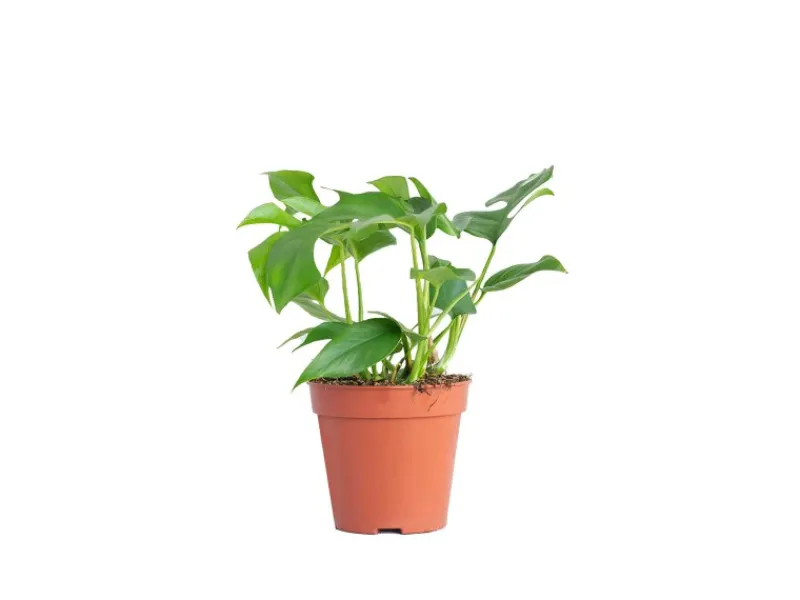 GROW by OBI Töpfe<Fensterblatt Höhe ca. 25-35 cm Topf Ø ca. 12 cm Monstera Minima