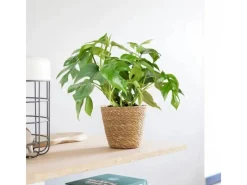 GROW by OBI Töpfe<Fensterblatt Höhe ca. 25-35 cm Topf Ø ca. 12 cm Monstera Minima