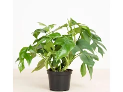 GROW by OBI Töpfe<Fensterblatt Höhe ca. 25-35 cm Topf Ø ca. 12 cm Monstera Minima