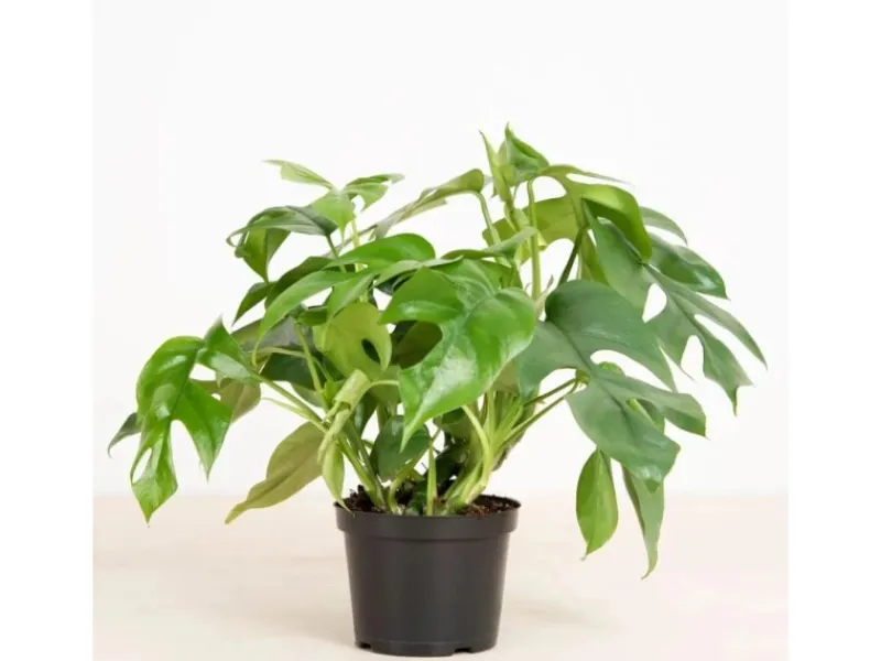 GROW by OBI Töpfe<Fensterblatt Höhe ca. 25-35 cm Topf Ø ca. 12 cm Monstera Minima