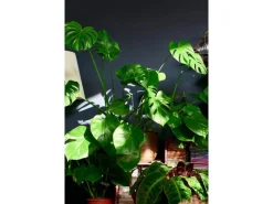 GROW by OBI Fensterblatt Höhe ca. 60-75 cm Topf Ø ca. 17 cm Monstera Deliciosa< Töpfe