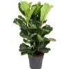 GROW by OBI Geigenfeige Höhe ca. 135 cm Topf Ø ca. 34 cm Ficus Lyrata< Töpfe