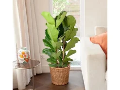 GROW by OBI Geigenfeige Höhe ca. 135 cm Topf Ø ca. 34 cm Ficus Lyrata< Töpfe