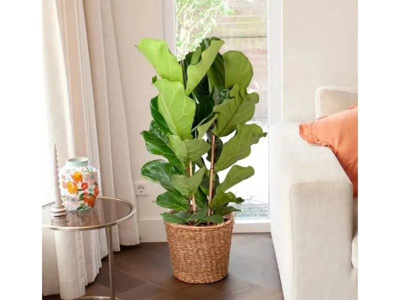 GROW by OBI Geigenfeige Höhe ca. 135 cm Topf Ø ca. 34 cm Ficus Lyrata< Töpfe