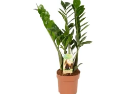 Hot GROW by OBI Glücksfeder Höhe ca. 65 - 70 cm Topf Ø 17 cm Zamioculcas Zamiifolia