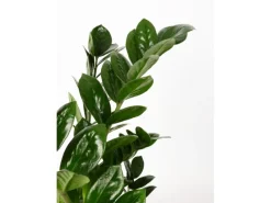 Hot GROW by OBI Glücksfeder Höhe ca. 65 - 70 cm Topf Ø 17 cm Zamioculcas Zamiifolia