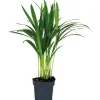Outlet GROW by OBI Goldfruchtpalme Topf Ø ca. 12 cm Areca Dypsis Lutescens