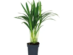 Outlet GROW by OBI Goldfruchtpalme Topf Ø ca. 12 cm Areca Dypsis Lutescens