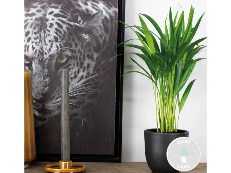 Outlet GROW by OBI Goldfruchtpalme Topf Ø ca. 12 cm Areca Dypsis Lutescens