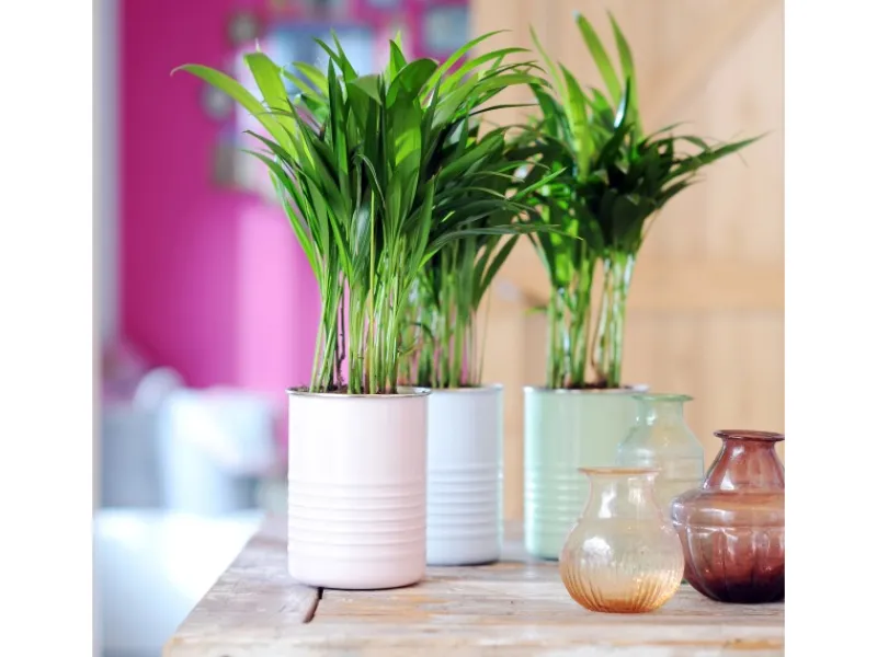 Outlet GROW by OBI Goldfruchtpalme Topf Ø ca. 12 cm Areca Dypsis Lutescens
