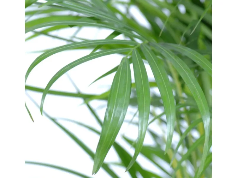 Outlet GROW by OBI Goldfruchtpalme Topf Ø ca. 12 cm Areca Dypsis Lutescens