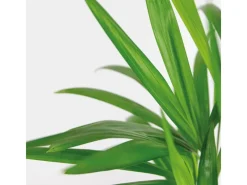 Outlet GROW by OBI Goldfruchtpalme Topf Ø ca. 12 cm Areca Dypsis Lutescens