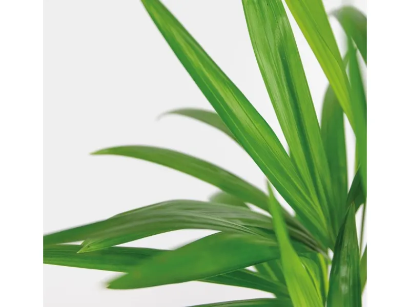 Outlet GROW by OBI Goldfruchtpalme Topf Ø ca. 12 cm Areca Dypsis Lutescens