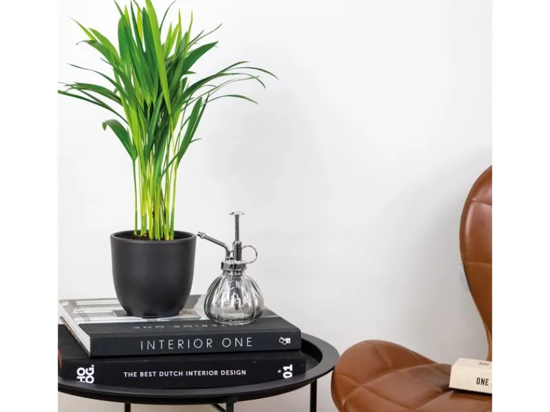 Outlet GROW by OBI Goldfruchtpalme Topf Ø ca. 12 cm Areca Dypsis Lutescens