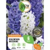 Best GROW by OBI Hyazinthen Mischung 6 Stück Hyacinthus Mix