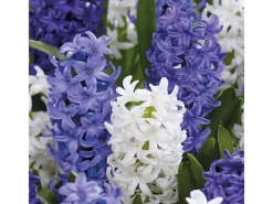 Best GROW by OBI Hyazinthen Mischung 6 Stück Hyacinthus Mix