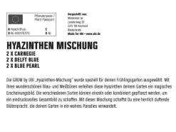 Best GROW by OBI Hyazinthen Mischung 6 Stück Hyacinthus Mix