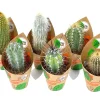 GROW by OBI Töpfe<Kakteen Saeulen 6-fach sortiert Topf-Ø ca. 5,5 cm
