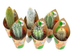 GROW by OBI Töpfe<Kakteen Saeulen 6-fach sortiert Topf-Ø ca. 5,5 cm