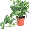 GROW by OBI Lochpflanze Leichtlinii Topf Ø ca. 12 cm Monstera Adansonii< Töpfe